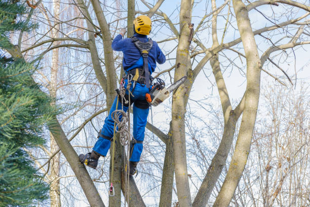 Best Tree Removal  in Rural Retreat, VA